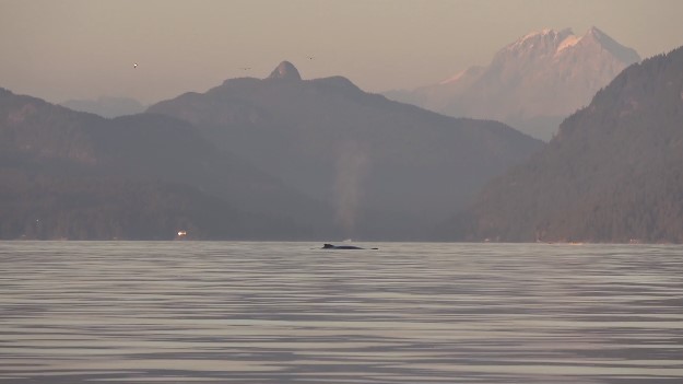 A whale expels air through its blowhole while swimming in the Howe Sound. The whale is just barely visible above the water's surface and mountains frame the backdrop. Still from There and Back: A Whale’s Tale, A documentary created by students at St’a7mes School - Learning Expeditions and co-produced by The Cinematheque © 2021